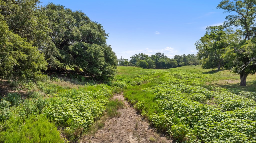 131 Elberta Street Stonewall, TX 78671 - Photo 37 of 71 a view of a lush green space