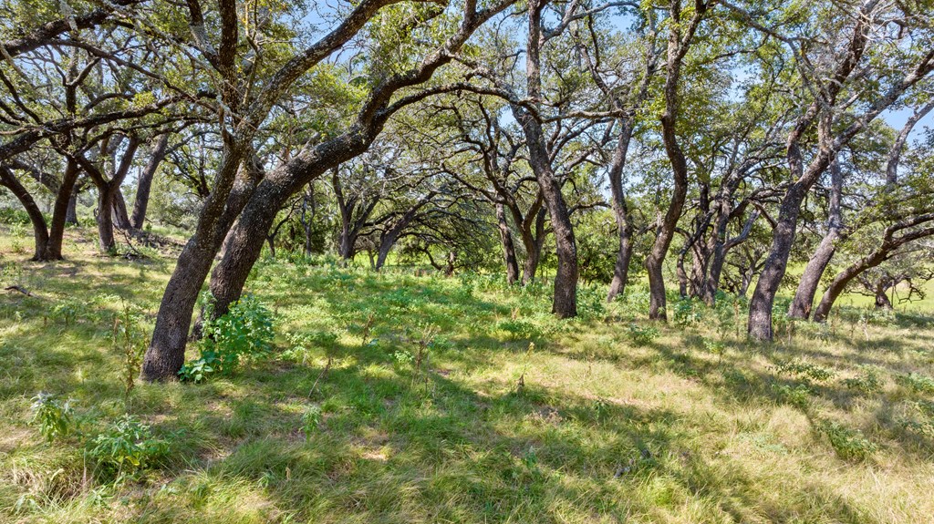 131 Elberta Street Stonewall, TX 78671 - Photo 48 of 71 a backyard of a house with lots of plants and large trees