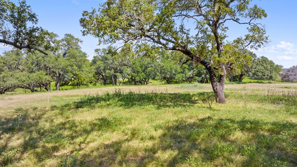 131 Elberta Street Stonewall, TX 78671 - Photo 50 of 71 a view of a yard with a tree