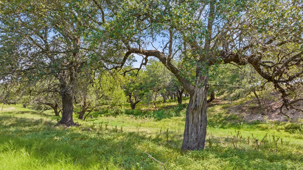 131 Elberta Street Stonewall, TX 78671 - Photo 57 of 71 a backyard of a house with lots of plants and large trees