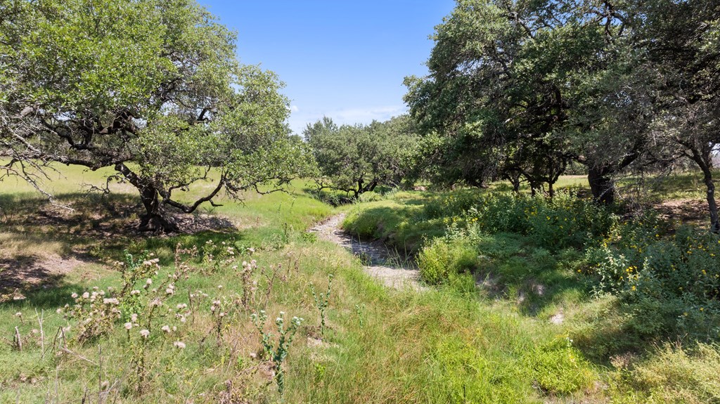 131 Elberta Street Stonewall, TX 78671 - Photo 58 of 71 a view of a yard with plants and a tree
