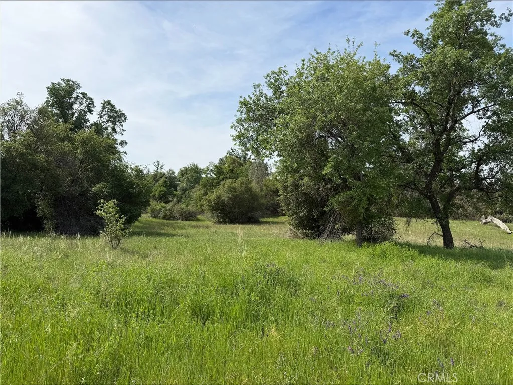 5 Mountain Springs Road North Fork, CA 93643 - Photo 3 of 8 a view of field with trees in the background
