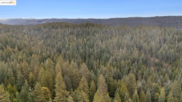 a view of mountain and tall trees
