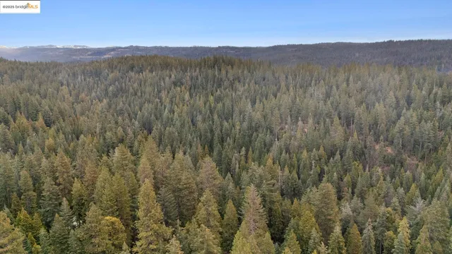 a view of mountain and tall trees
