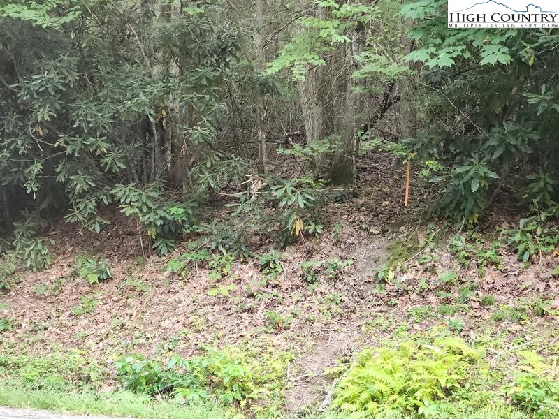 a view of a yard with a tree