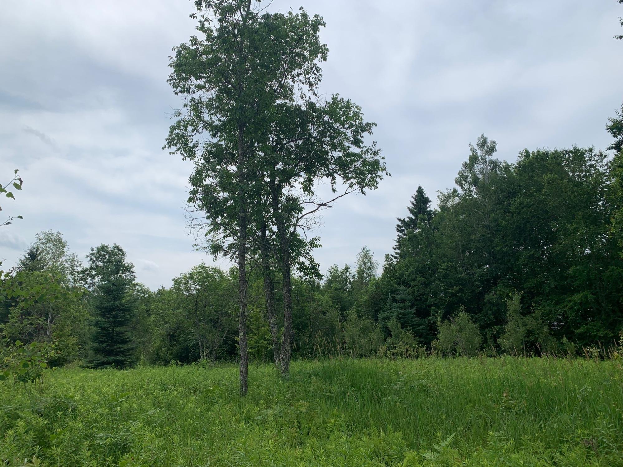 On Bert Schmidt Road, Unit 5 1 ACRES Glidden, WI 54527 - Photo 8 of 18