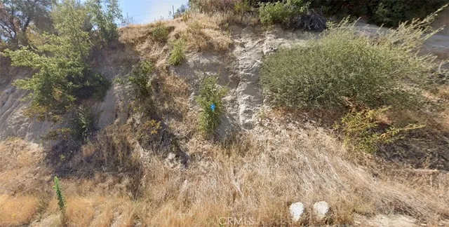 a view of a forest with a tree