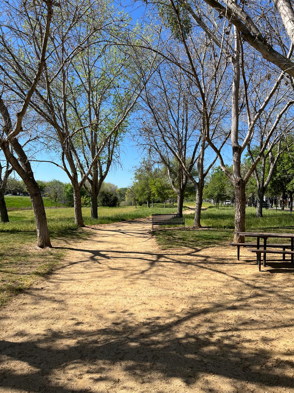 72 South Rio Rapido Drive Tracy, CA 95391 - Photo 23 of 24 a view of a yard with a table and chairs and a large tree