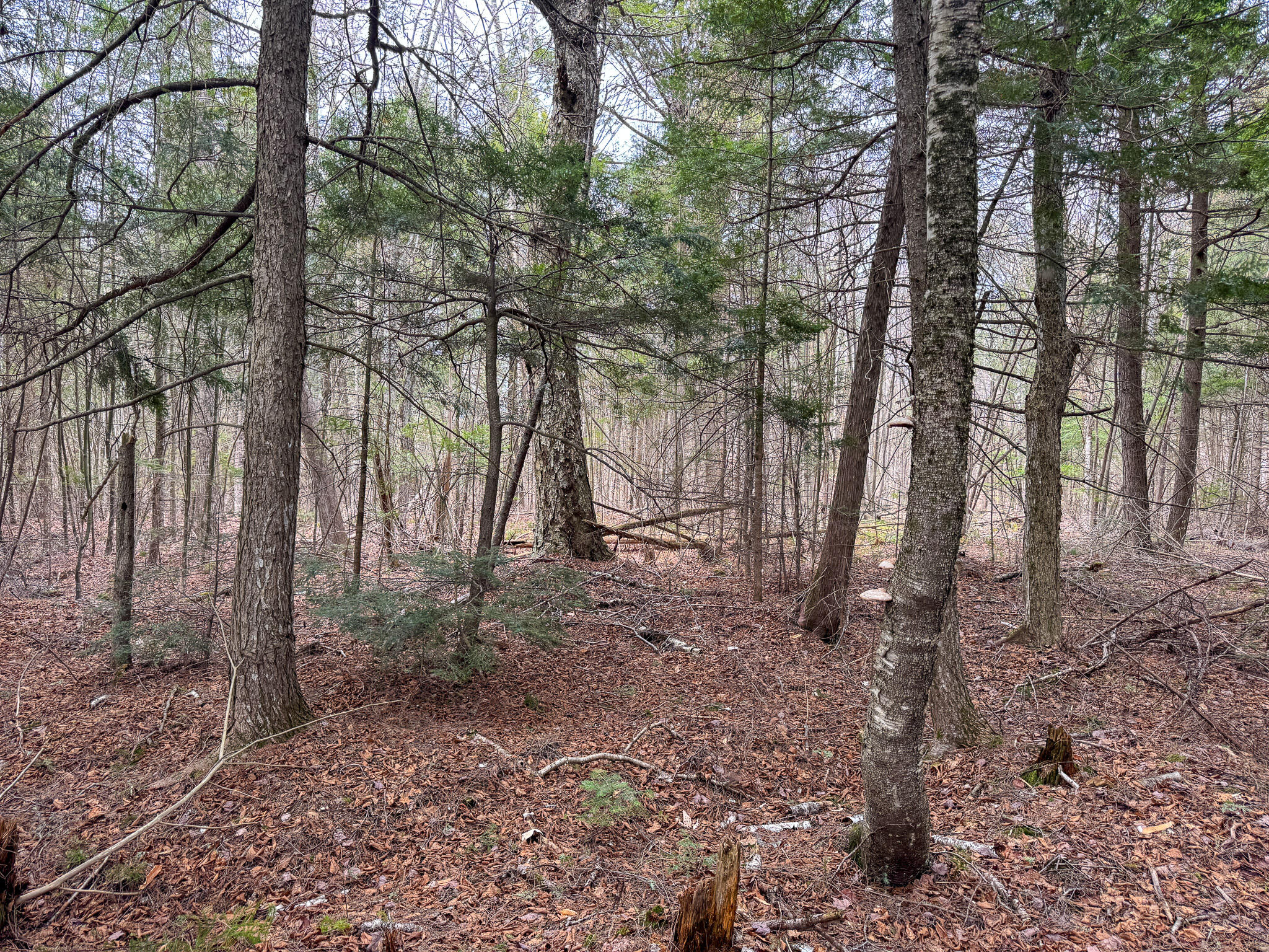 Lot 25 Woodland Ridge Road Danforth, ME 04424 - Photo 13 of 19 13