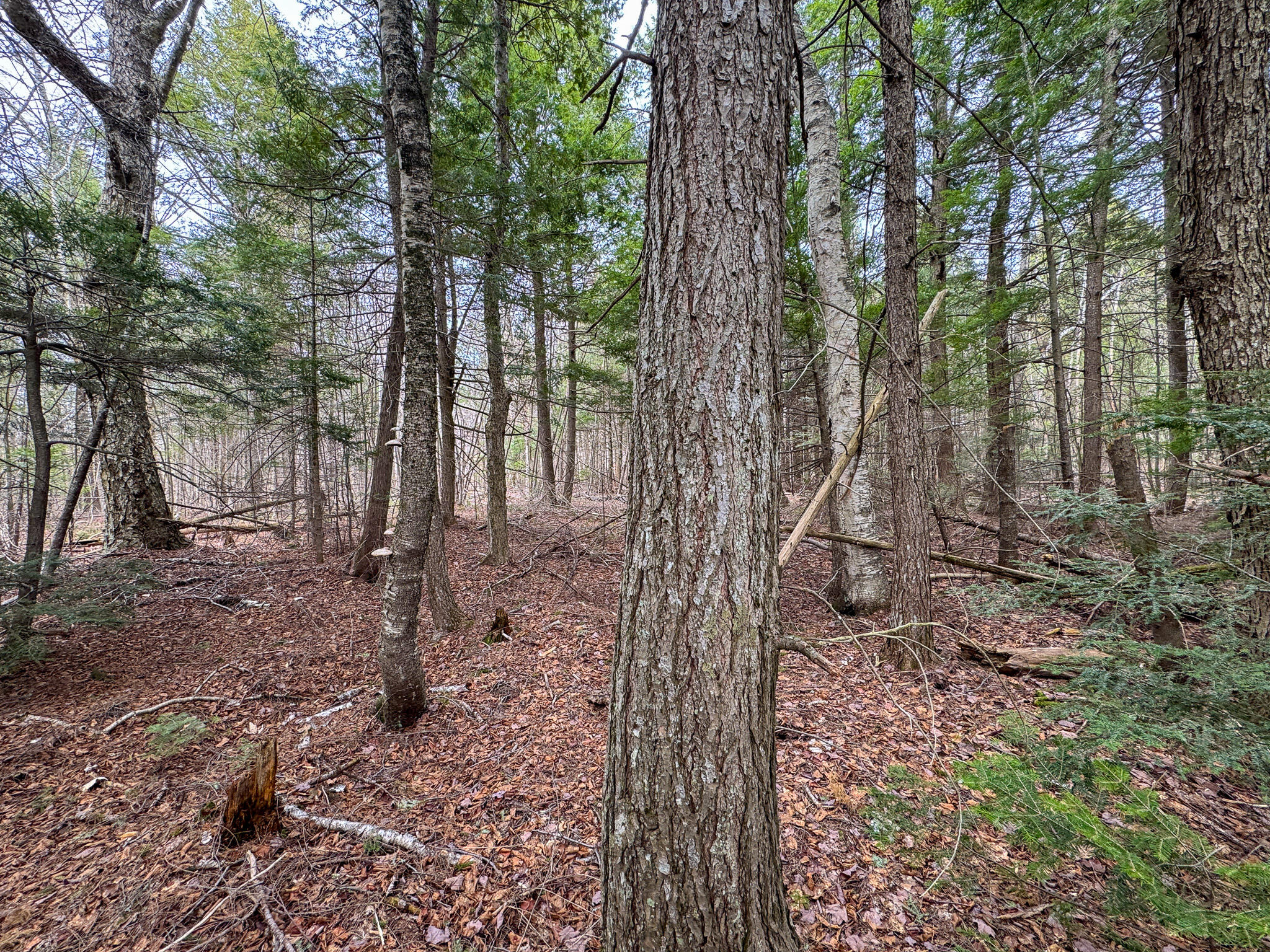 Lot 25 Woodland Ridge Road Danforth, ME 04424 - Photo 14 of 19 14