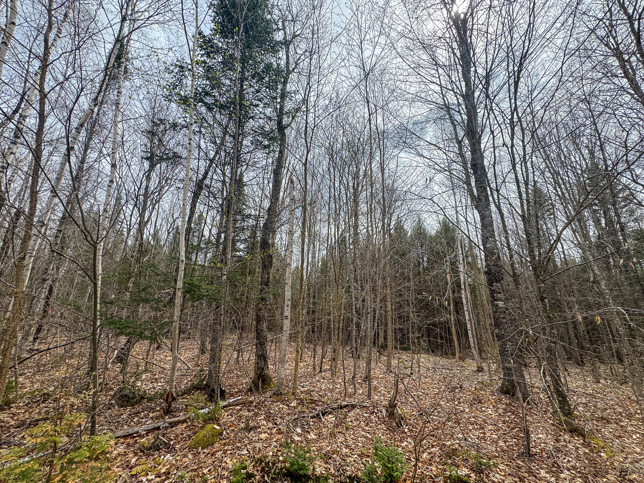 Lot 25 Woodland Ridge Road Danforth, ME 04424 - Photo 6 of 19 6