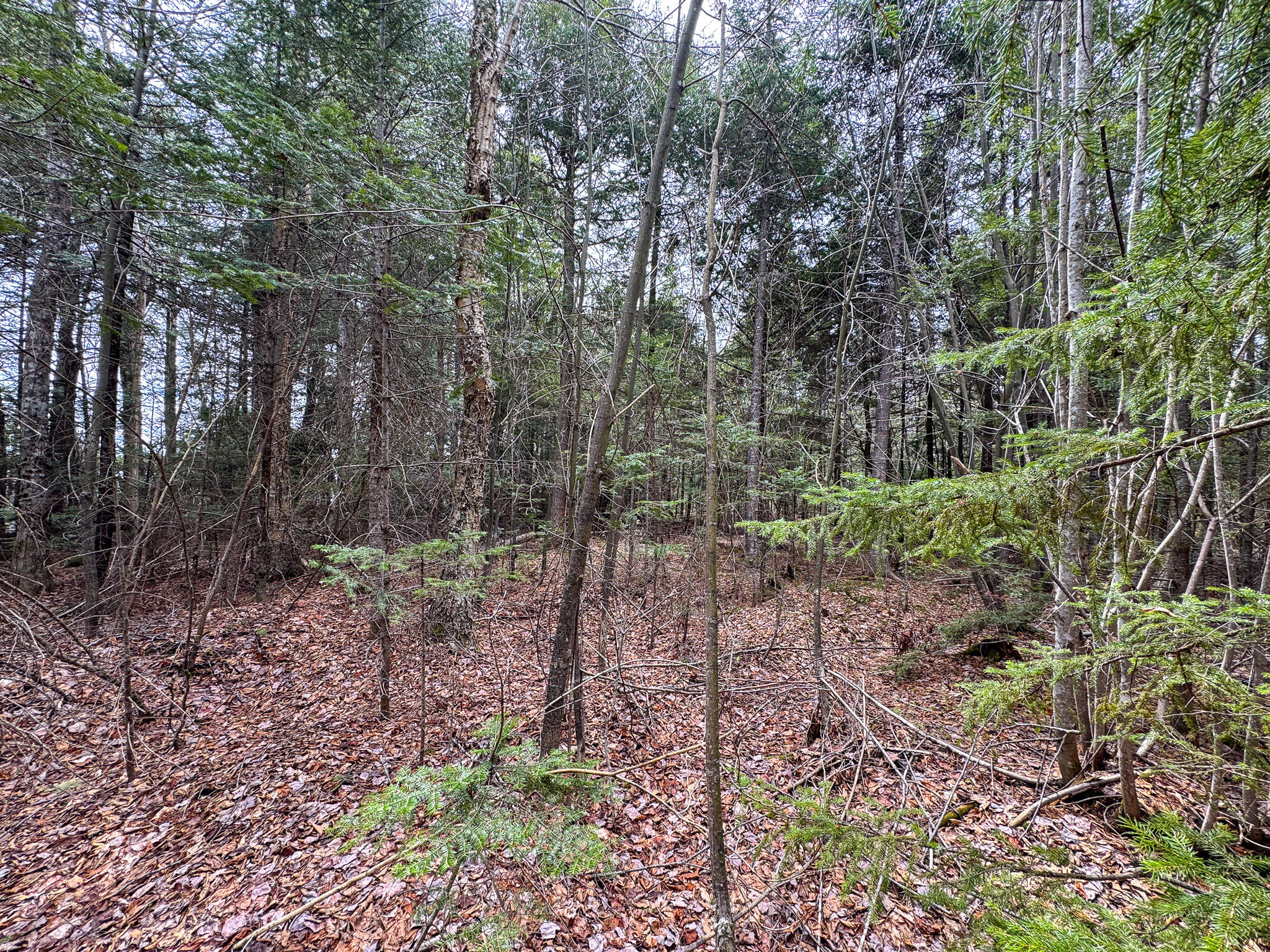 Lot 25 Woodland Ridge Road Danforth, ME 04424 - Photo 10 of 19 10
