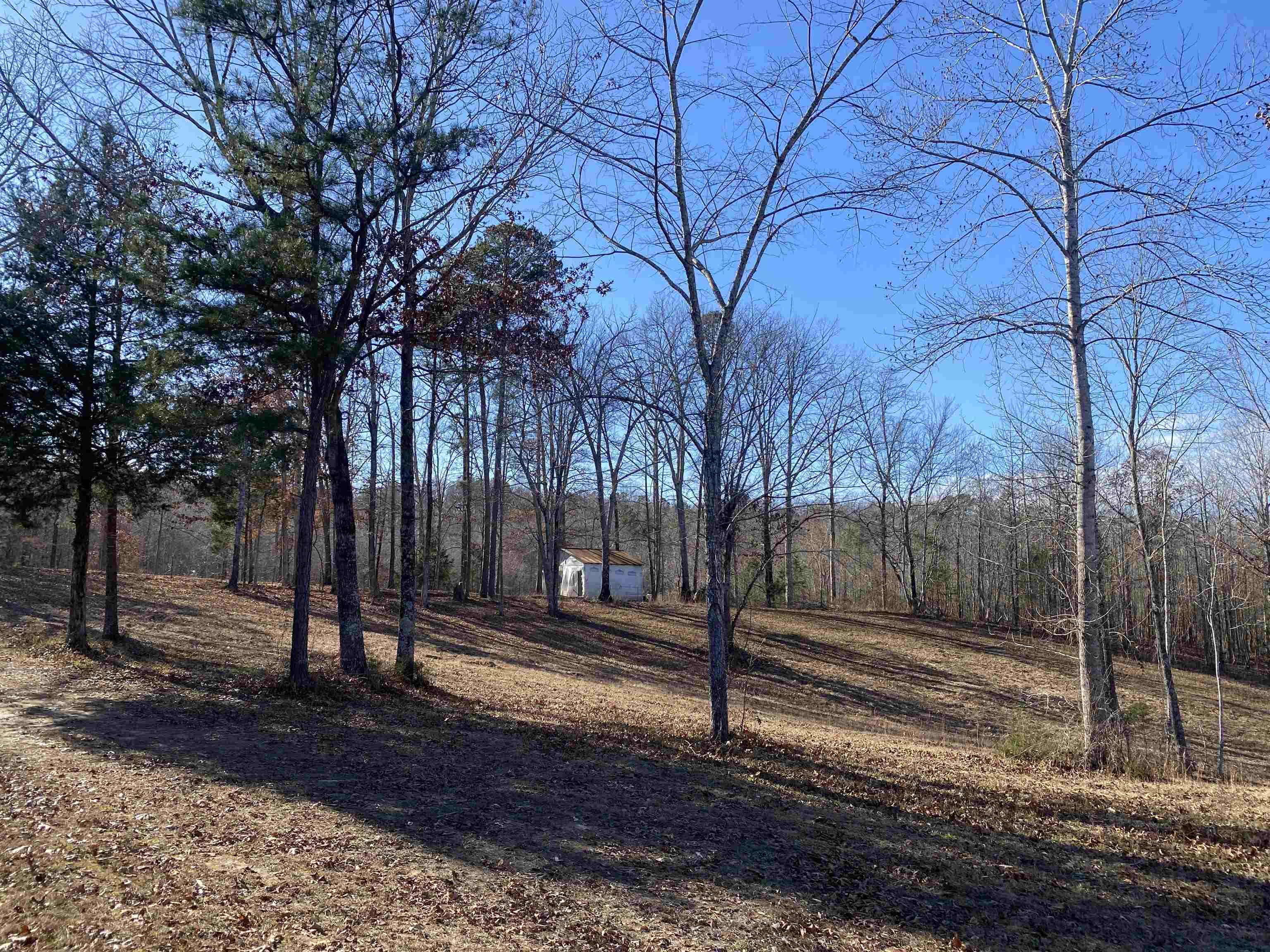675 Jones Road Savannah, TN 38372 - Photo 13 of 40 a view of a yard with a tree