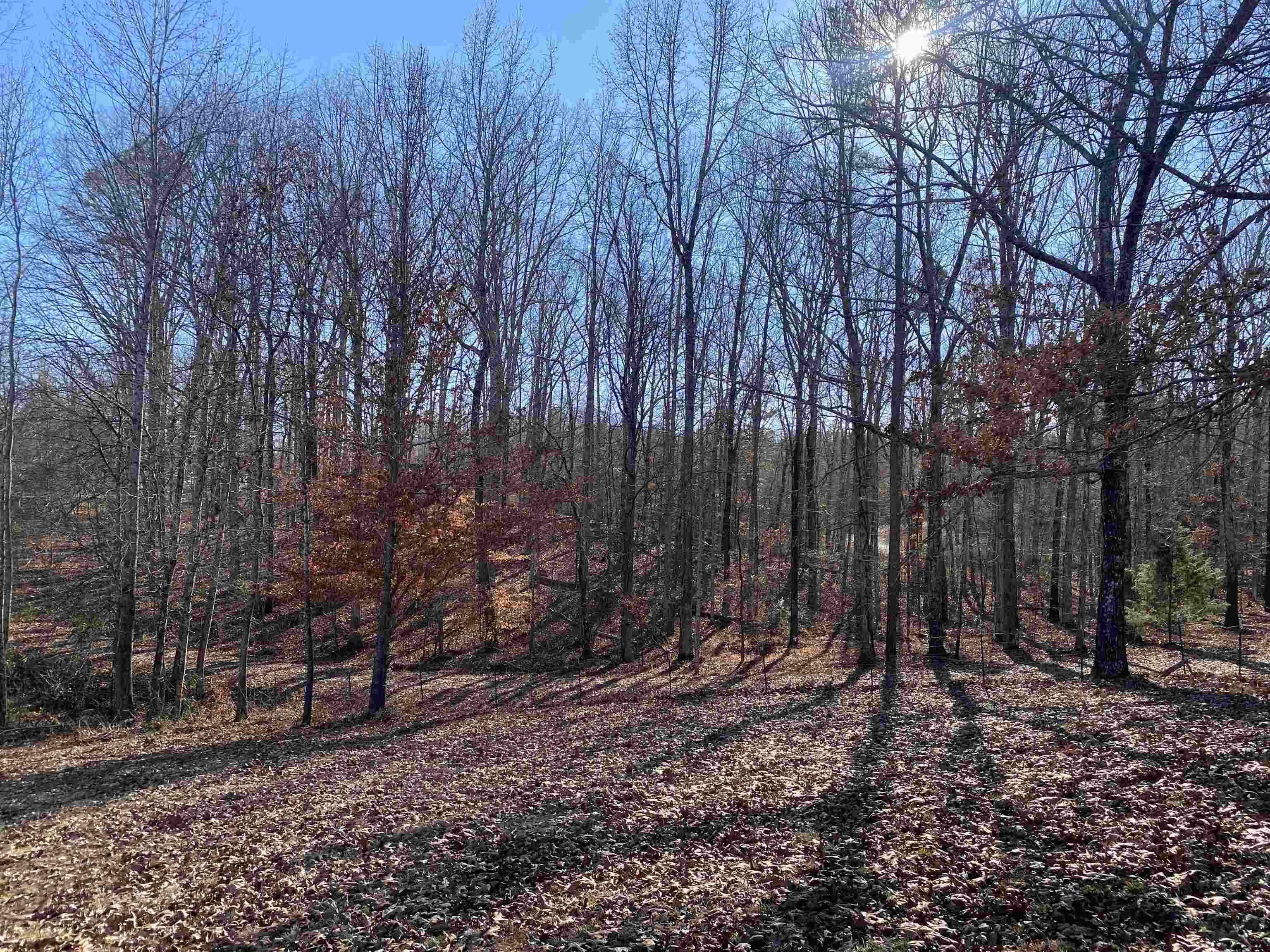 675 Jones Road Savannah, TN 38372 - Photo 21 of 40 a view of backyard with green space