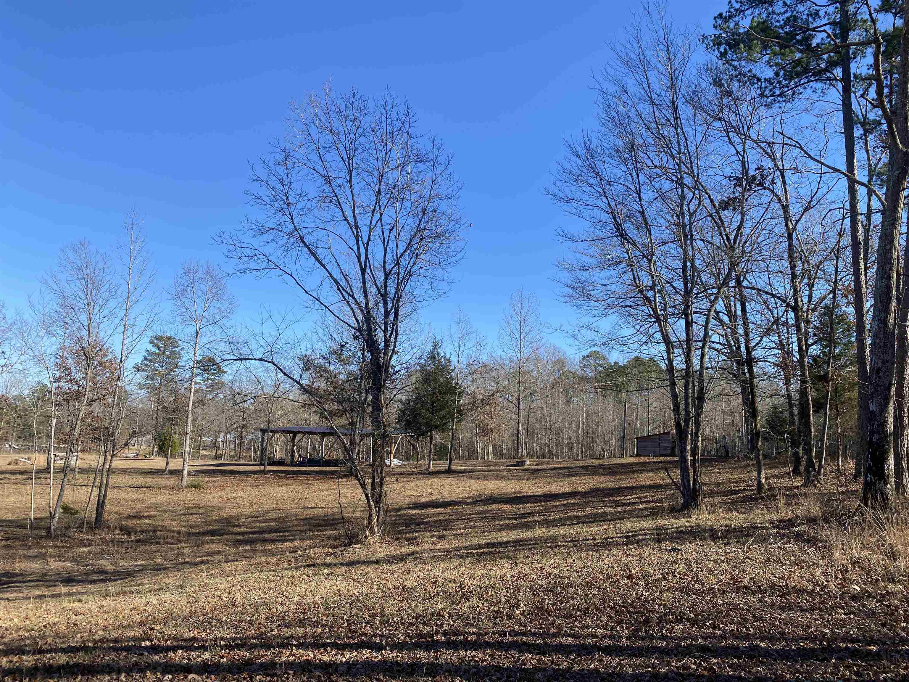 675 Jones Road Savannah, TN 38372 - Photo 32 of 40 a view of a yard with trees
