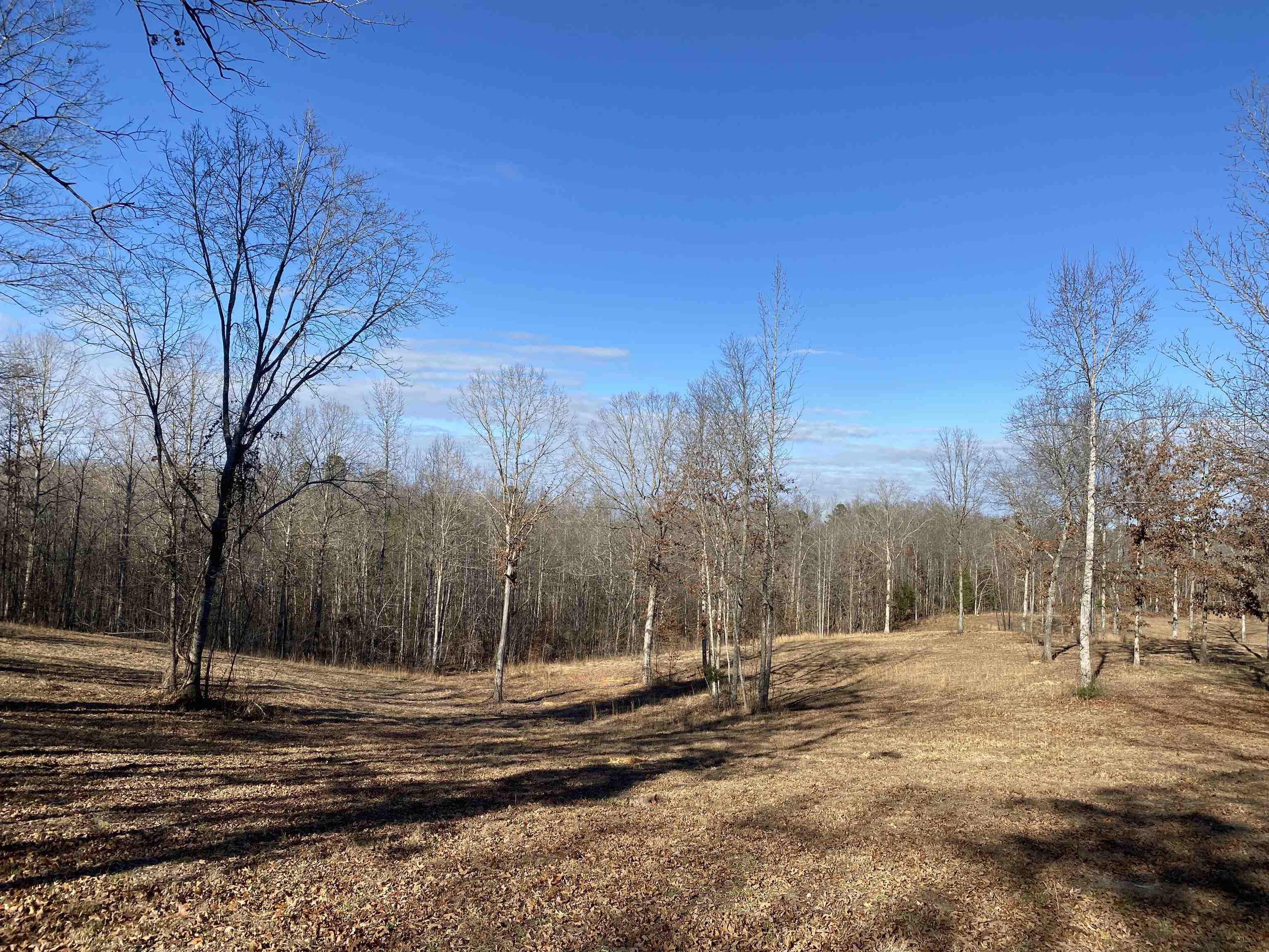 675 Jones Road Savannah, TN 38372 - Photo 33 of 40 a view of a yard with trees