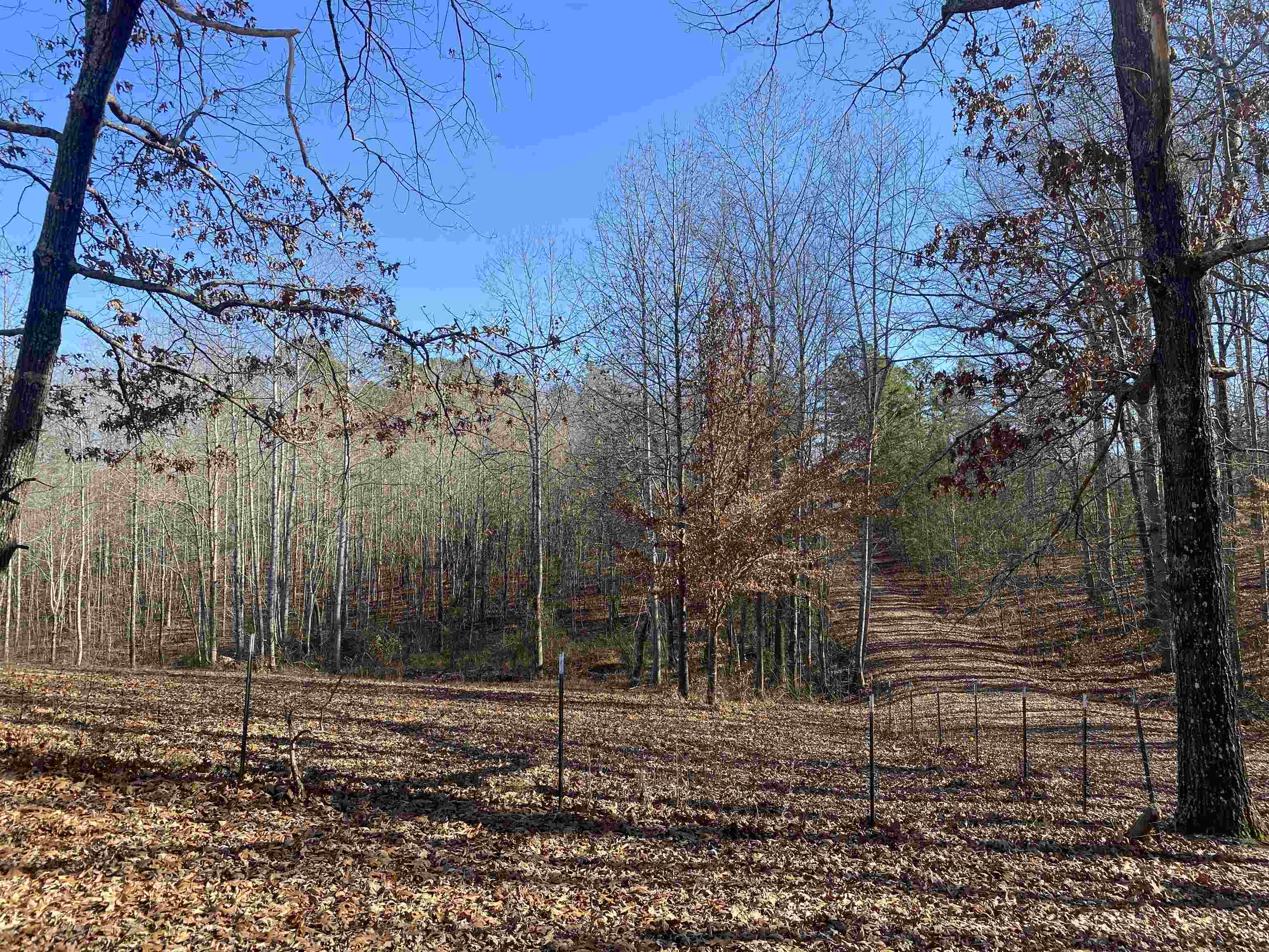 675 Jones Road Savannah, TN 38372 - Photo 35 of 40 a backyard of a house with lots of green space