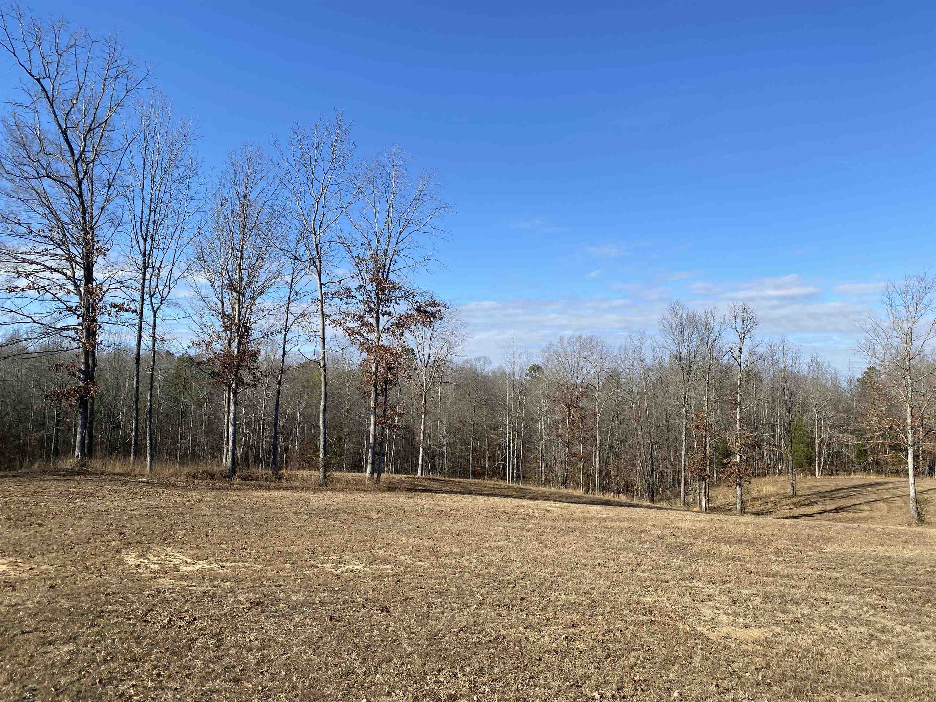 675 Jones Road Savannah, TN 38372 - Photo 9 of 40 a view of a yard with trees in the background
