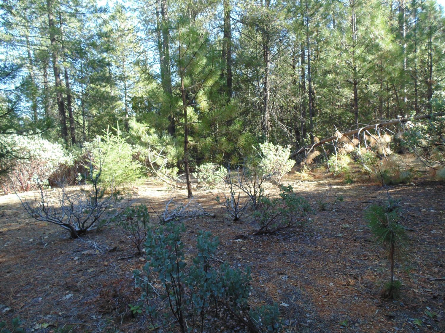 35 Balderston Road Georgetown, CA 95634 - Photo 34 of 37 a view of outdoor space and trees