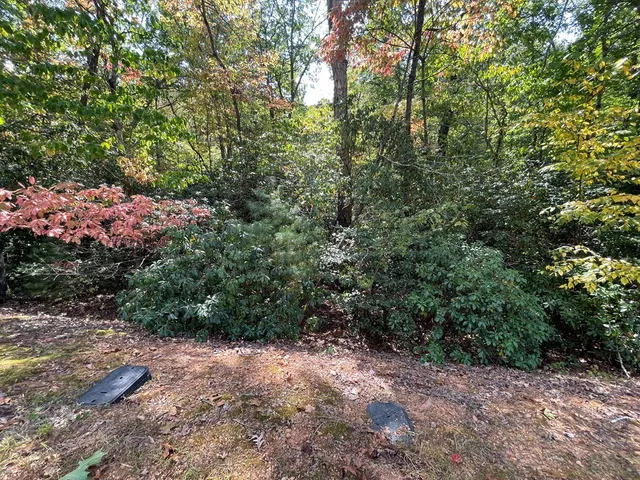 a view of a forest with a tree