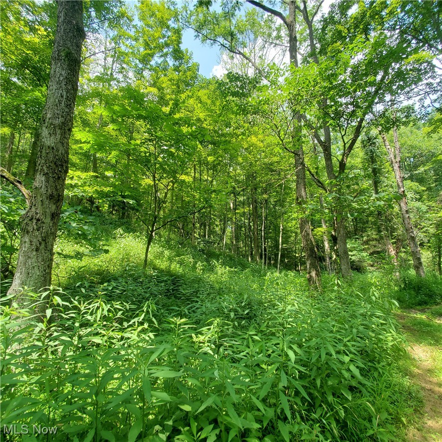 22 County Rt Street St. Marys, WV 26170 - Photo 27 of 27 View of tree filled area