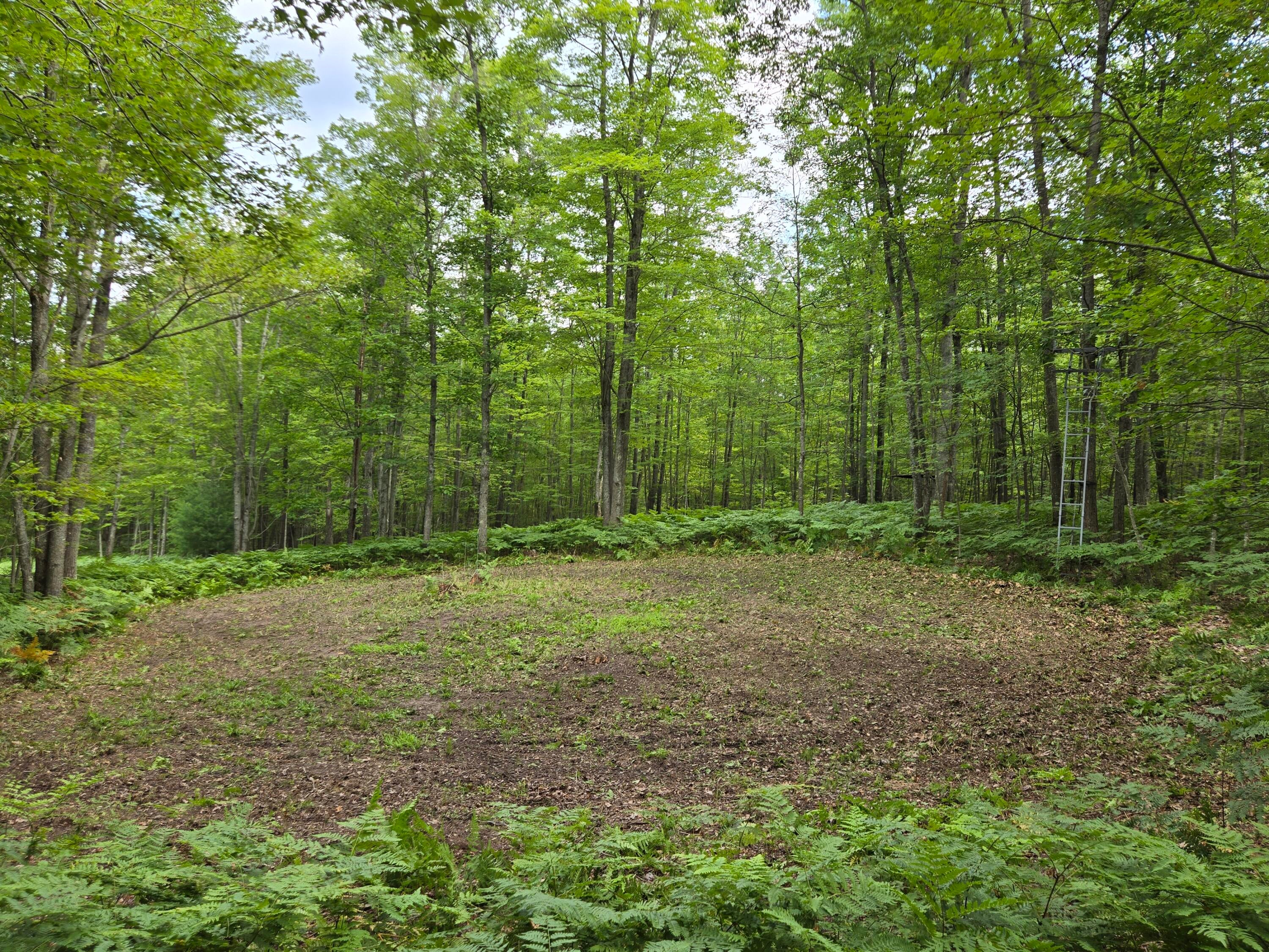 0 Taylor Road Lincoln, MI 48742 - Photo 9 of 15 Gallery Image 9