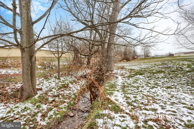a view of a yard with large tree