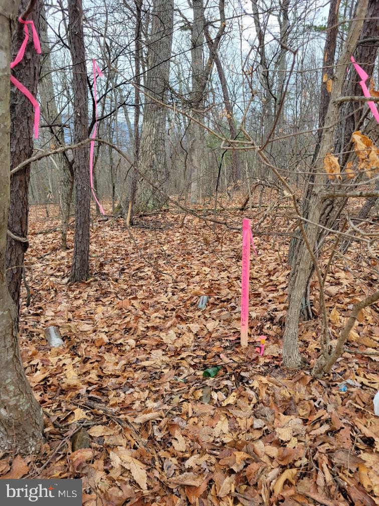 Lot 2 Timber Ridge Road North Cross Junction, VA 22625 - Photo 1 of 2