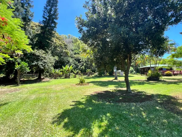 a view of a tree in a park
