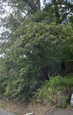 a view of a lush green forest