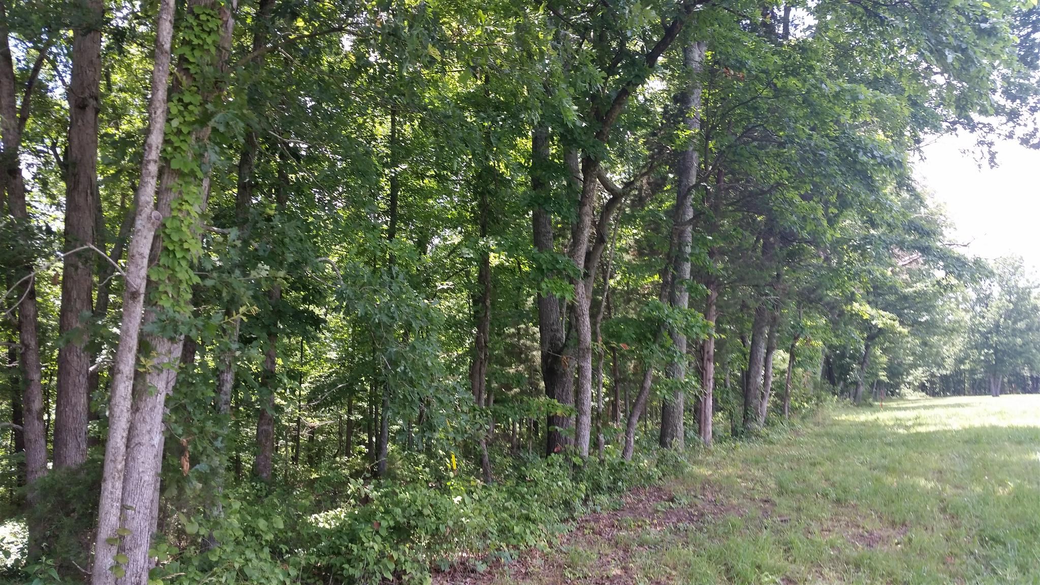 5 Liberty Road Fairview, TN 37062 - Photo 6 of 8 a view of a forest with trees in the background