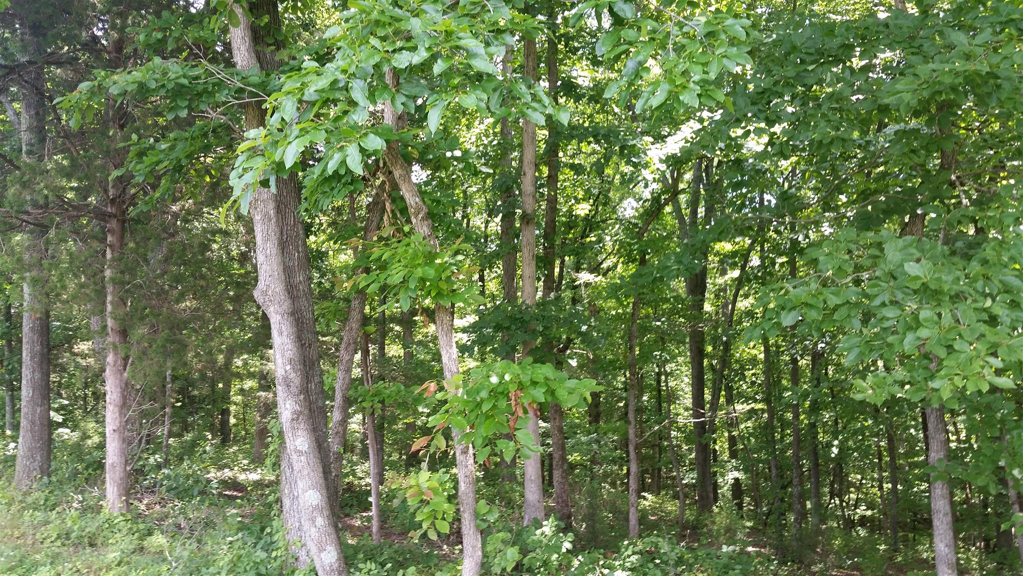 5 Liberty Road Fairview, TN 37062 - Photo 7 of 8 a close up of a tree