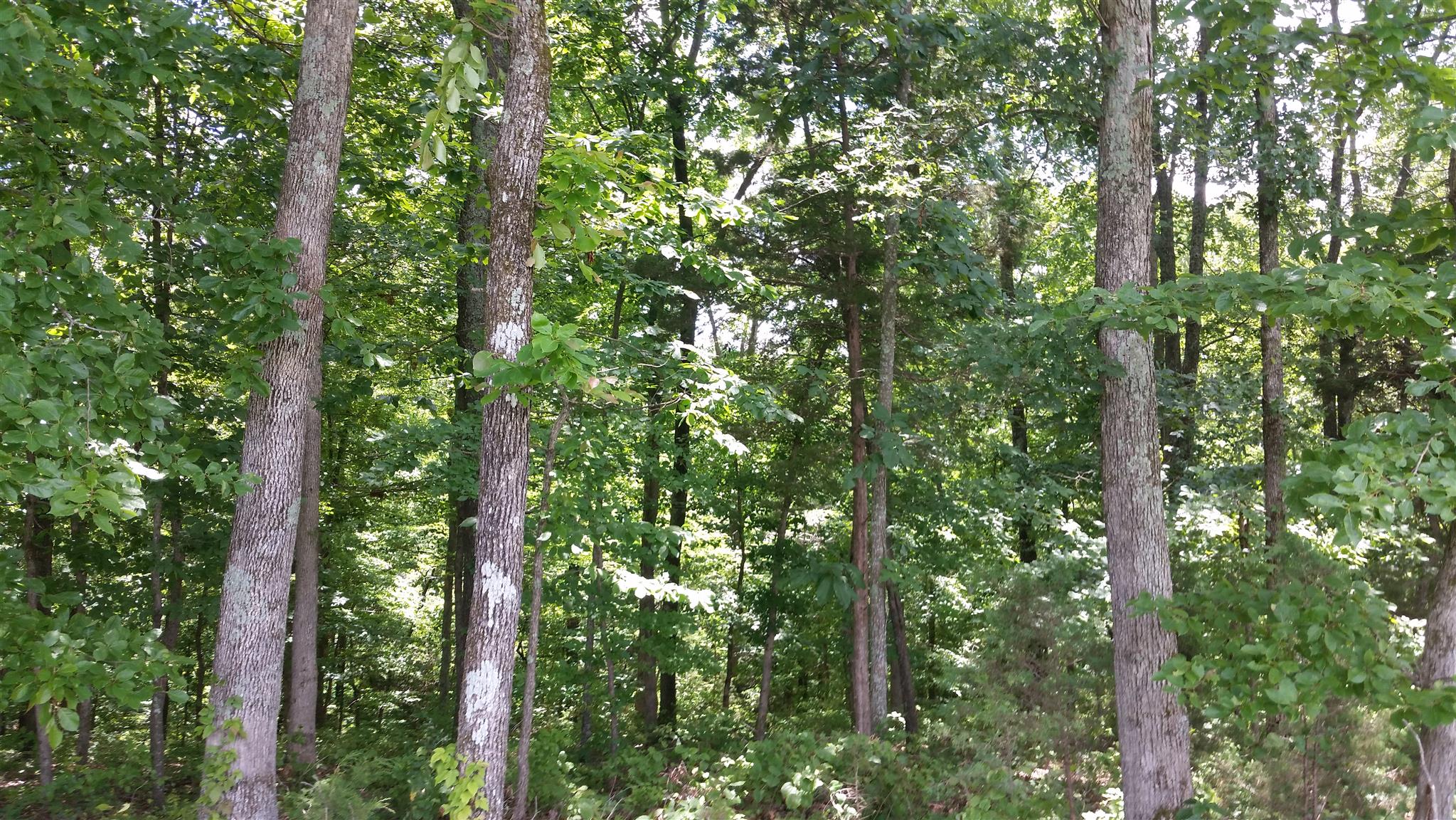 5 Liberty Road Fairview, TN 37062 - Photo 8 of 8 a view of a lush green forest
