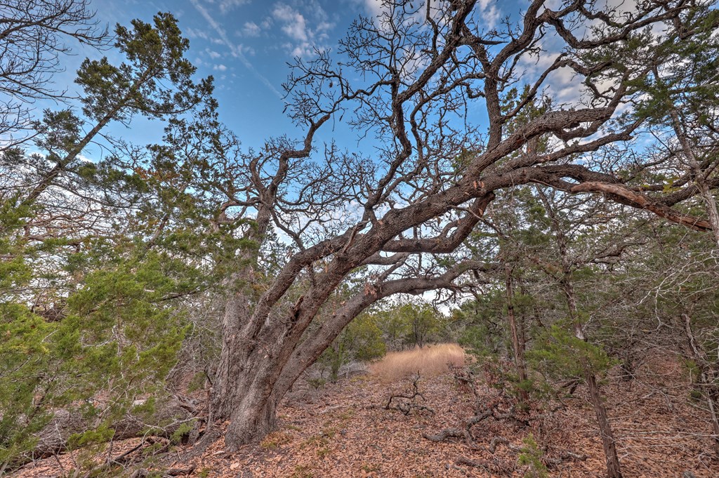 438-2 Yellowstone Lane Hunt, TX 78024 - Photo 17 of 23 a view of tree