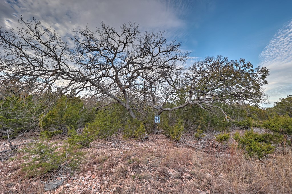 438-2 Yellowstone Lane Hunt, TX 78024 - Photo 18 of 23 a view of a forest filled with trees