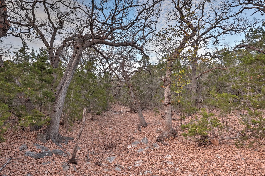 438-2 Yellowstone Lane Hunt, TX 78024 - Photo 20 of 23 a view of a forest with lots of trees