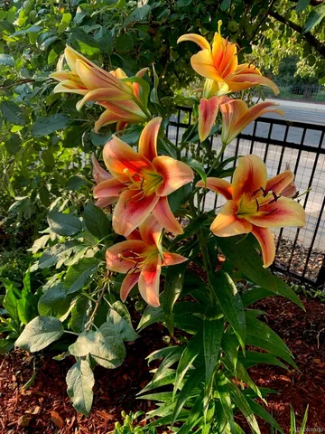 $750,000 | 6810 Simms Court, Arvada, CO 80004