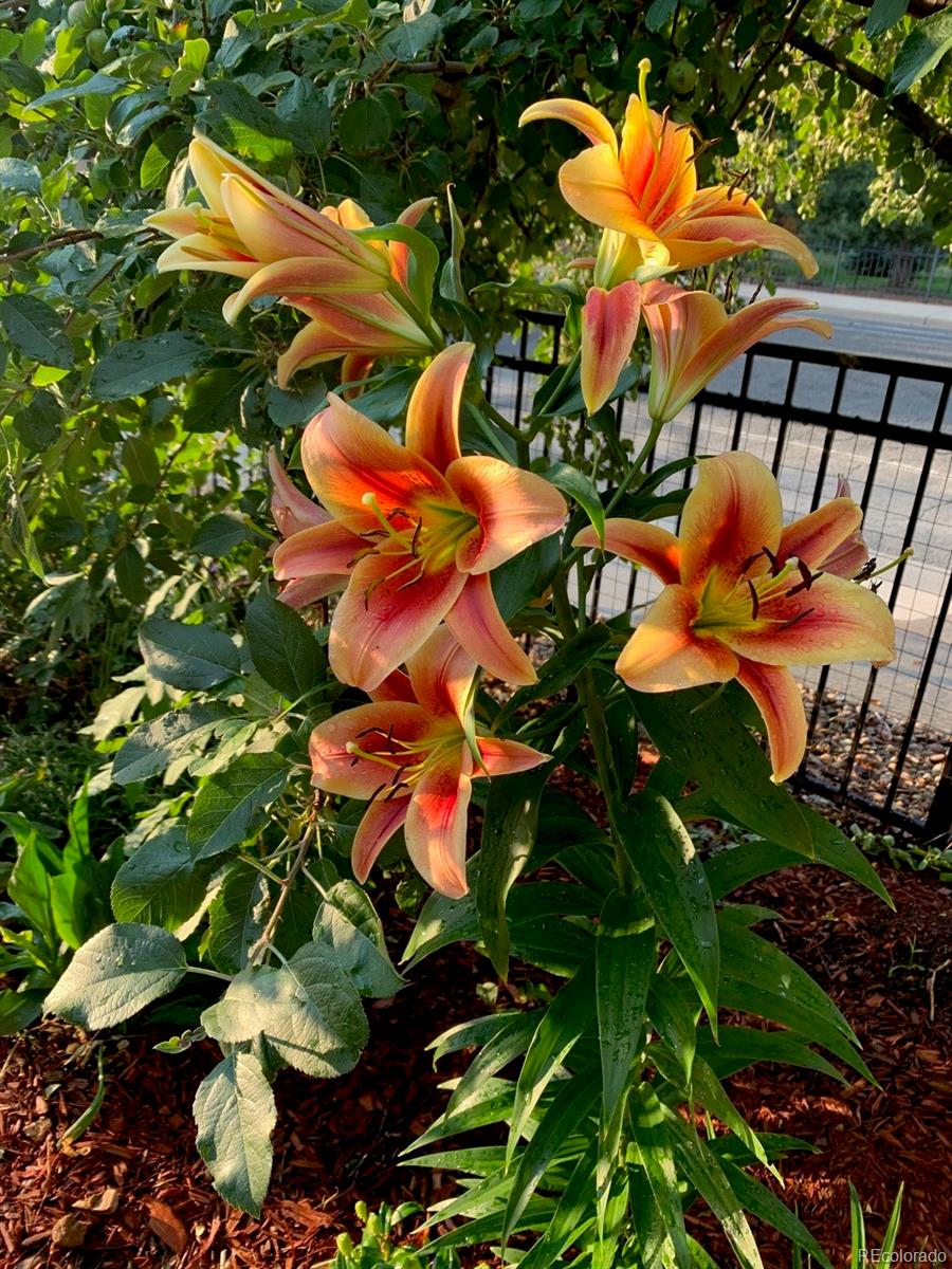 6810 Simms Court Arvada, CO 80004 - Photo 39 of 50