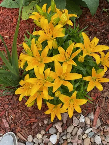 $750,000 | 6810 Simms Court, Arvada, CO 80004