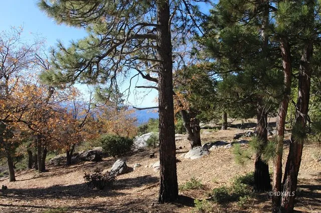 a view of a park with large trees