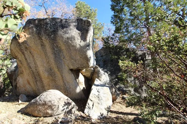 a view of a large tree