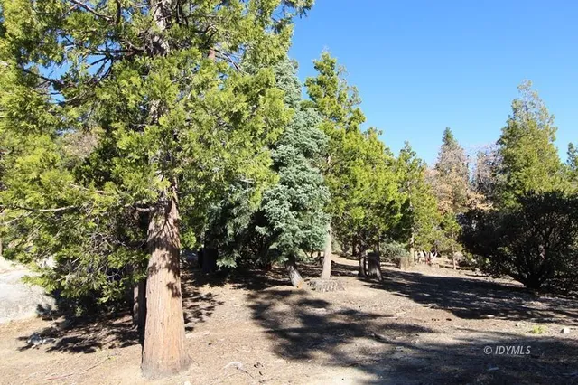 a street view with large trees