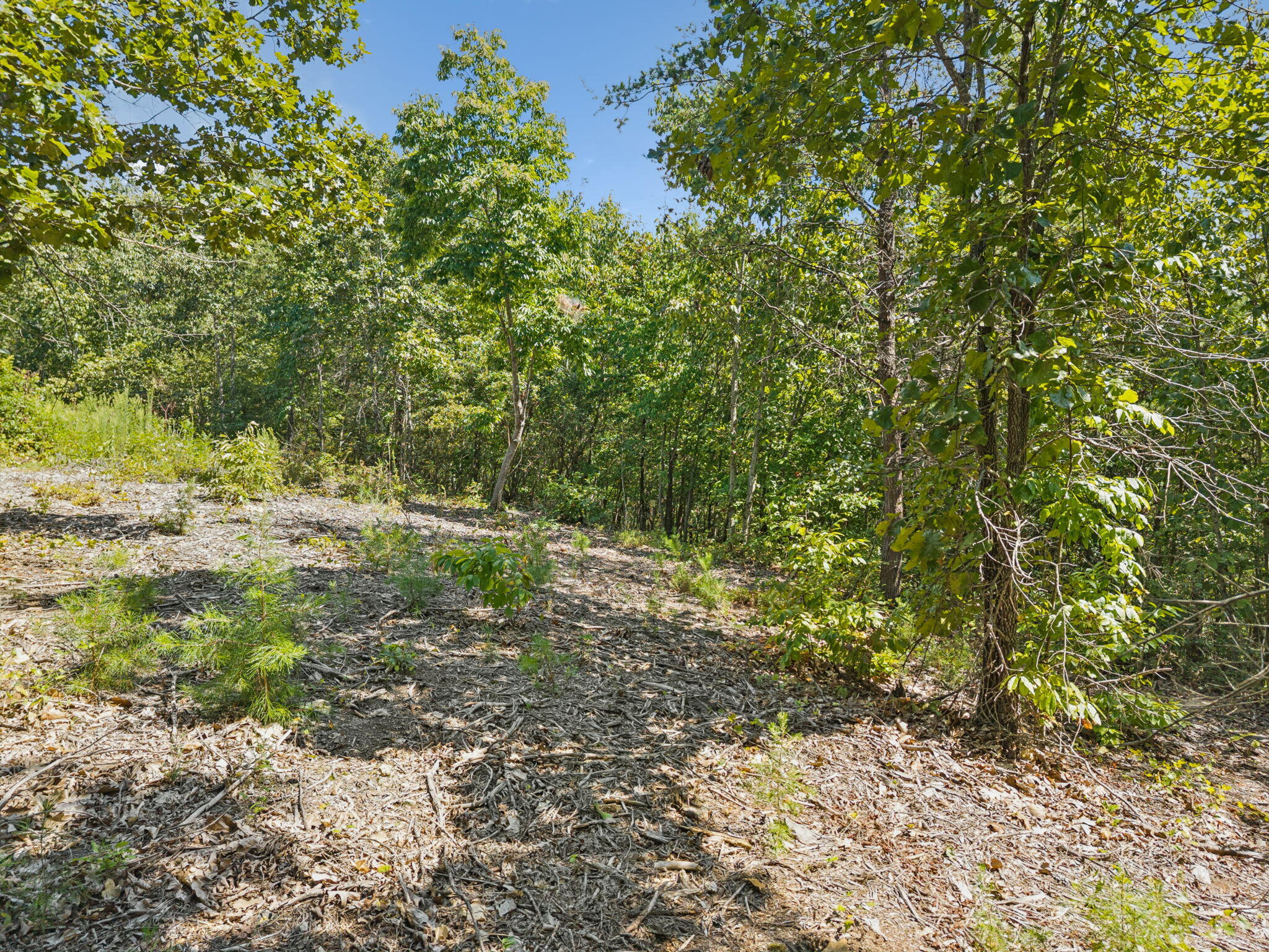 0 Ross Walker Road Decatur, TN 37322 - Photo 6 of 26 15-web-or-mls-196 Ross Walker Rd - 014