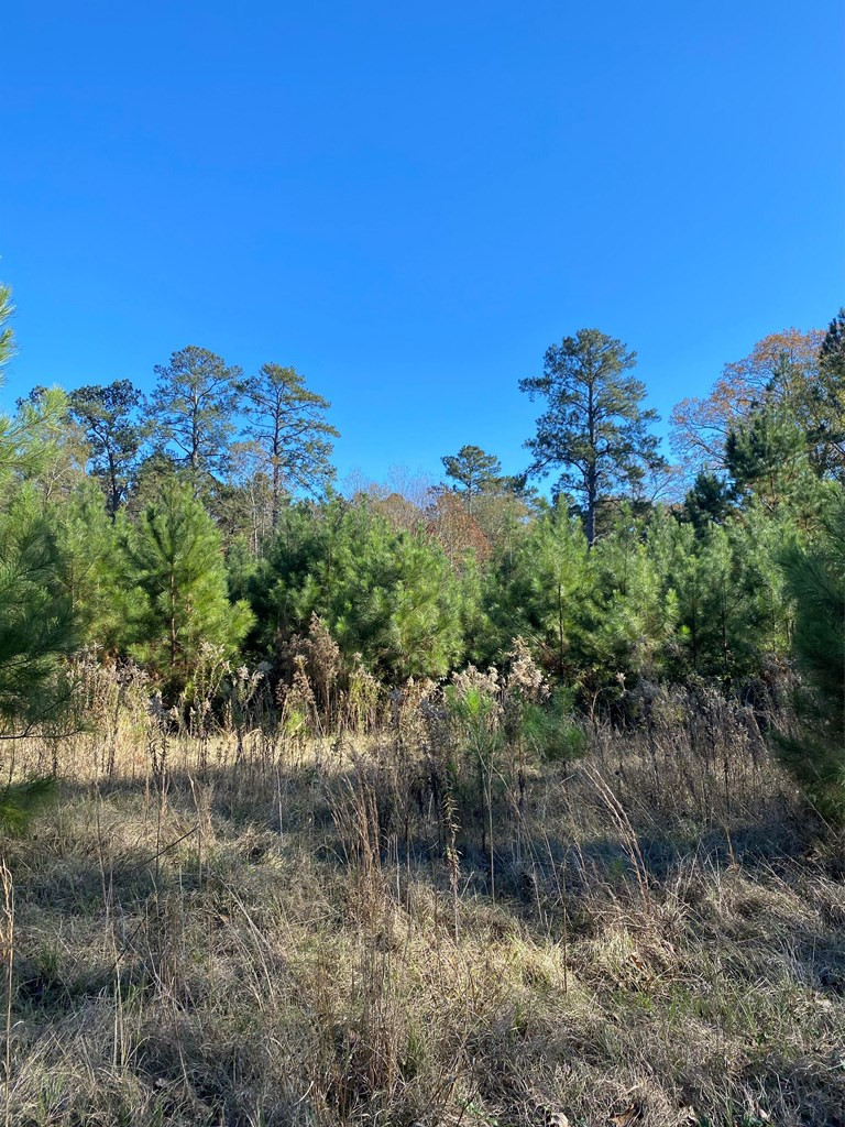 3919 Garnet Trail Southeast Ruth, MS 39662 - Photo 8 of 11 Photo 8