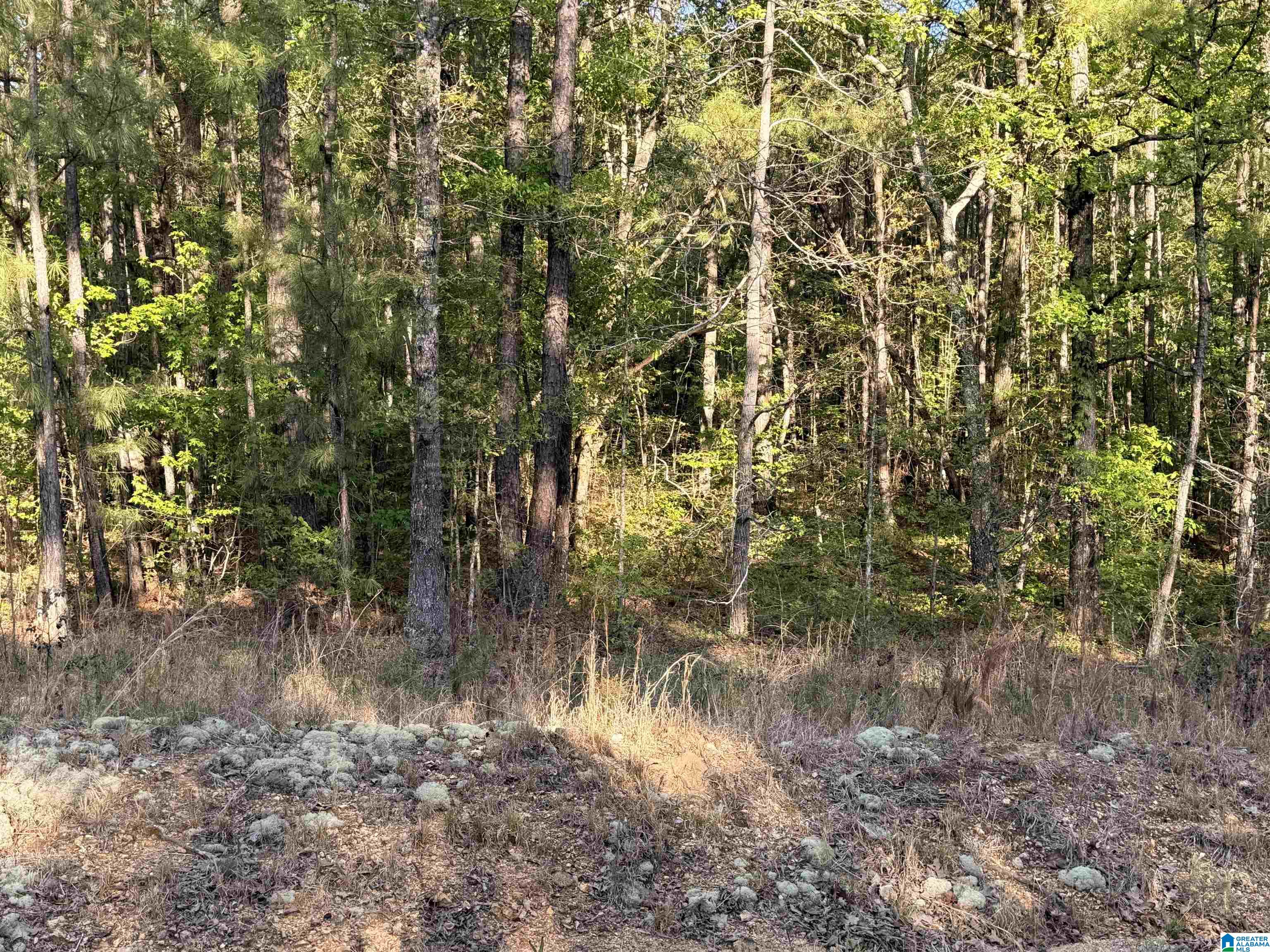 0 Piney Woods Road, Unit 3 Vincent, AL 35178 - Photo 4 of 16