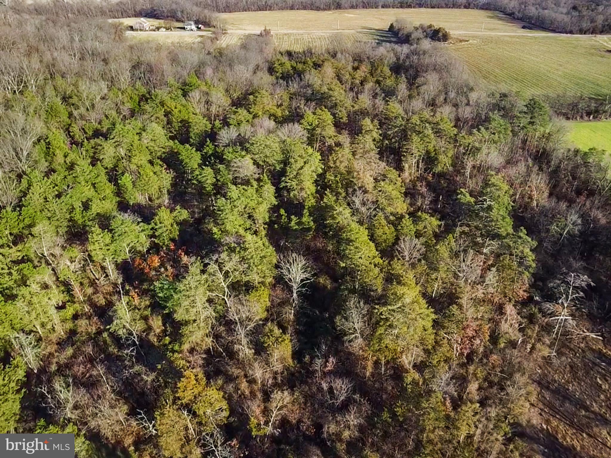 245 Bumble Bee Hollow Road Wellsville, PA 17365 - Photo 20 of 25 a view of a bunch of trees and bushes