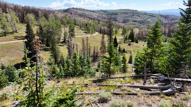 123 Tbd Monroe Canyon Road Monroe, UT 84754 - Photo 54 of 92 Expansive hillside lot featuring diverse evergreen and deciduous trees, a winding dirt road, and broad mountain topography