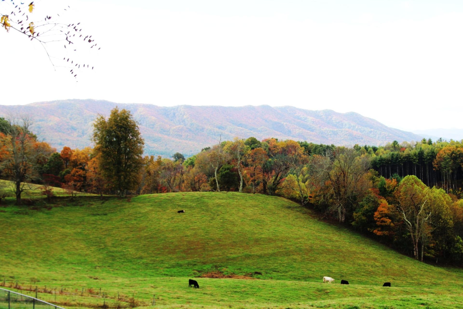 256 Morley Road Mountain City, TN 37683 - Photo 11 of 51 7