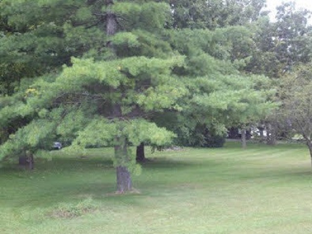 a view of a trees in a yard