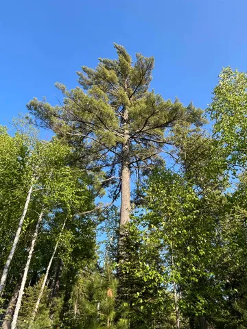 $949,000 | 16 Carlson Road, Grand Marais, MN 55604